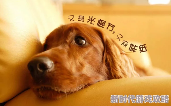 2025热门指南：明日之后狗狗圣诞帽获取攻略，NPC圣诞老人处限量抢购新款